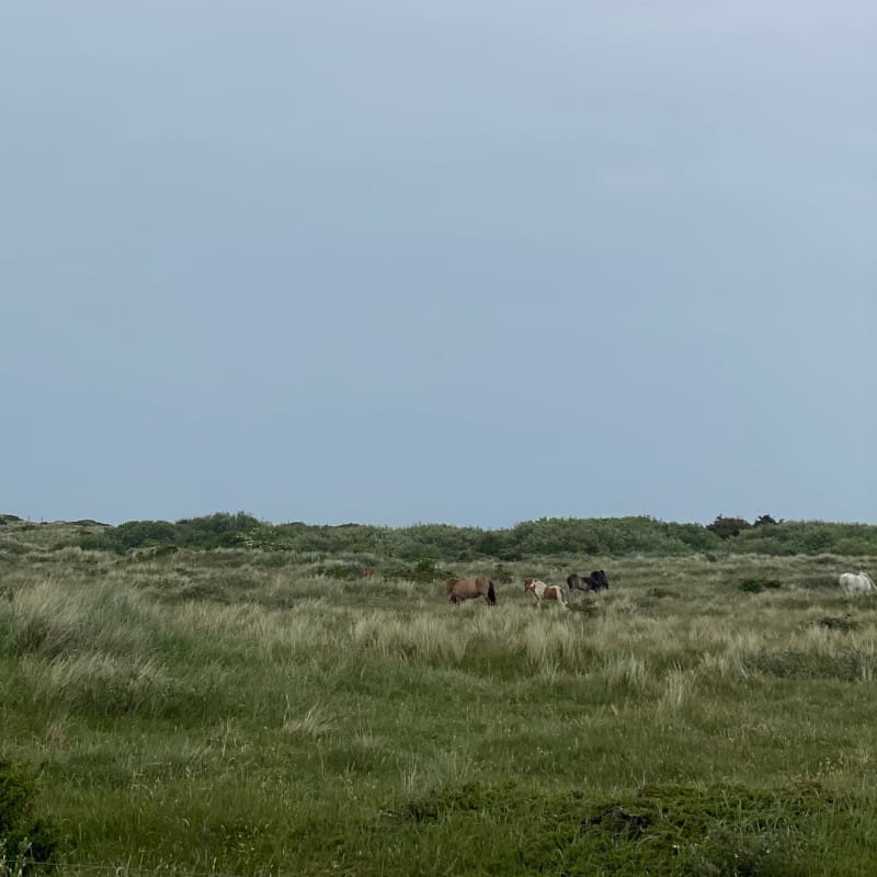 Dänische Pferde auf einer Wiese