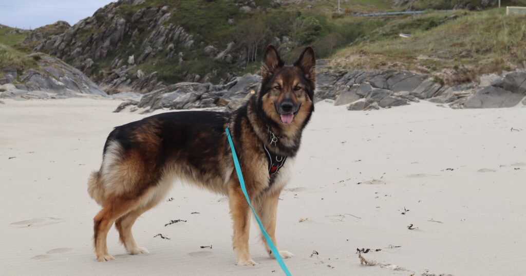 Leeyah am Strand Norwegen Hellestrostranden