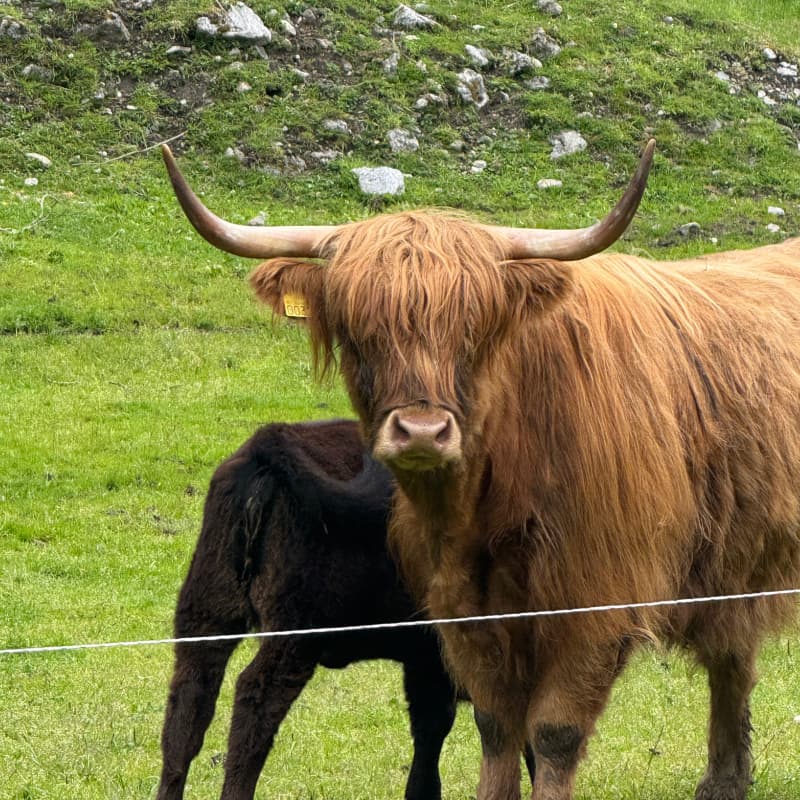 Rind mit Kalb - Parkplatz Buarbreen