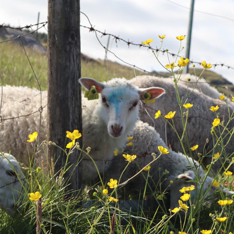 Schafe - Raege Norwegen
