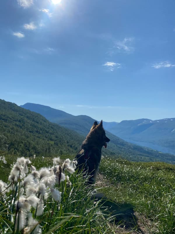 Leeyah schau auf den See - Trollheimen Wanderung