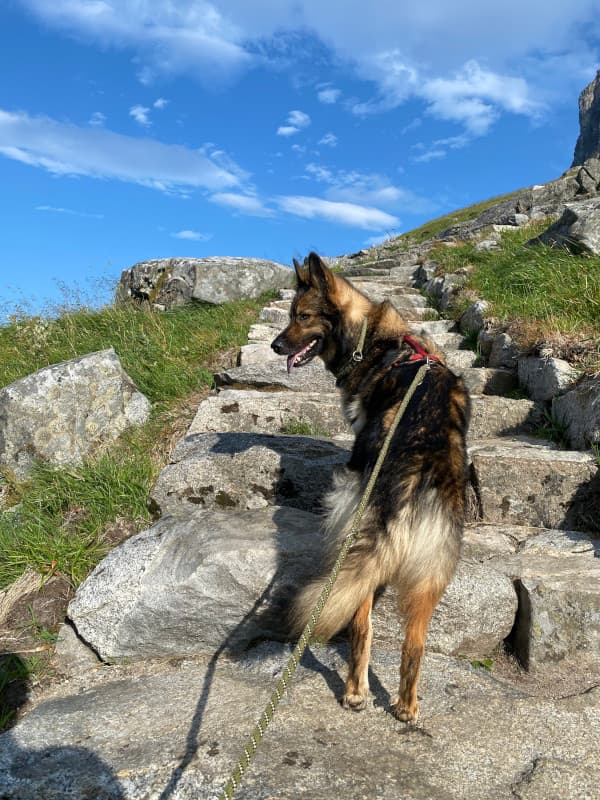 Leeyah auf Treppen hoch zum Ryten Gipfel, Lofoten