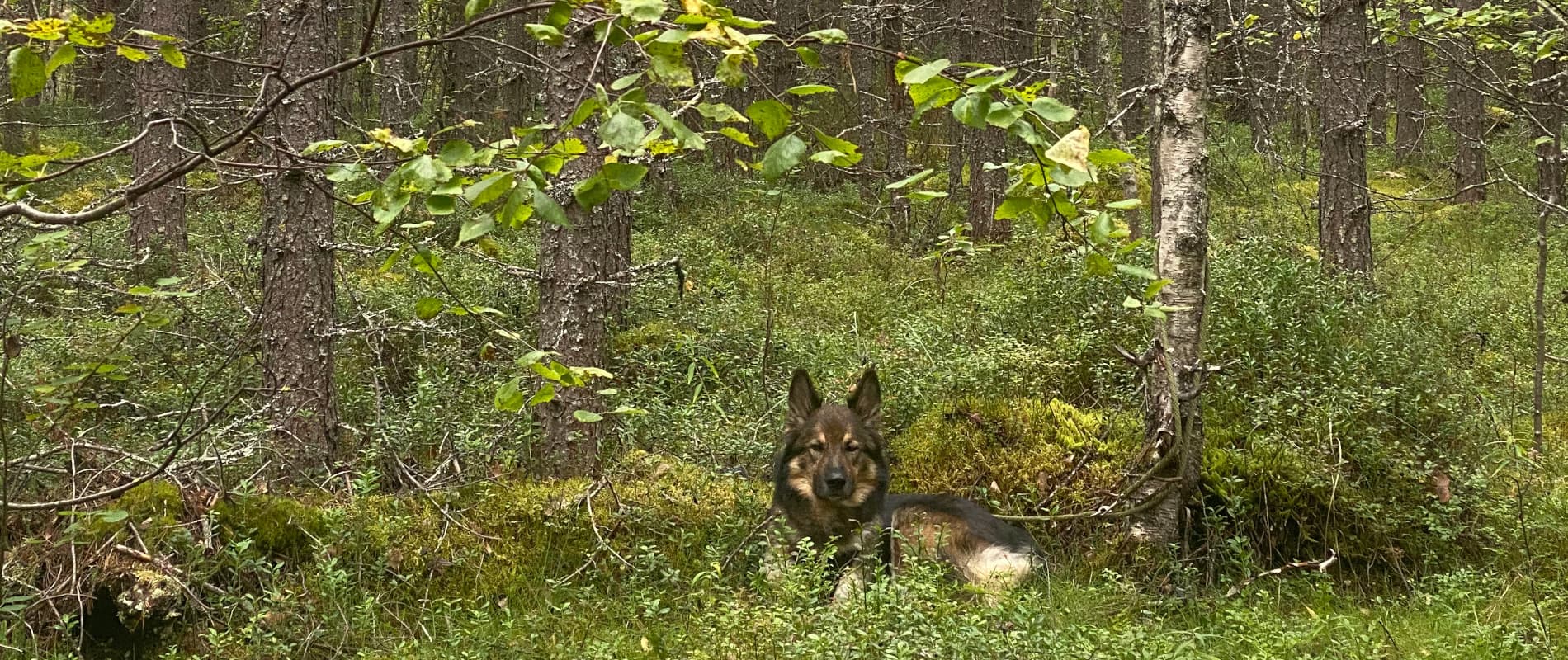 Leeyah im Wald - Beeren sammeln