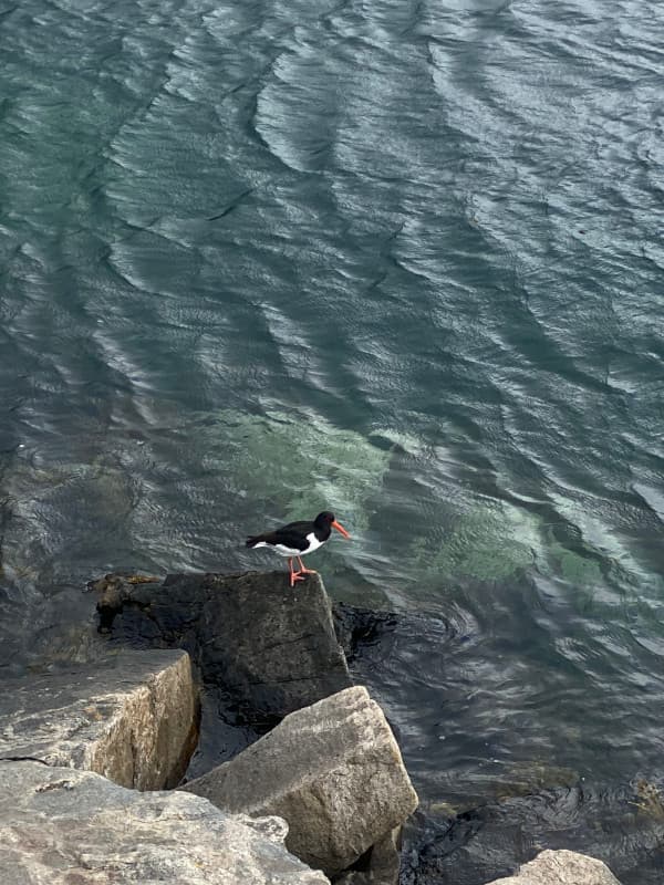 Vogel mit orangenem Schnabel, Henningsvaer
