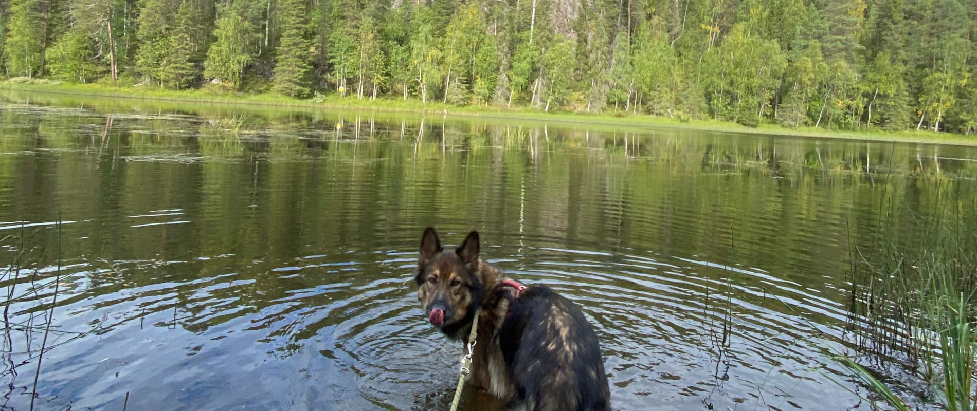 Bärenwanderung Oulanka Nationalpark