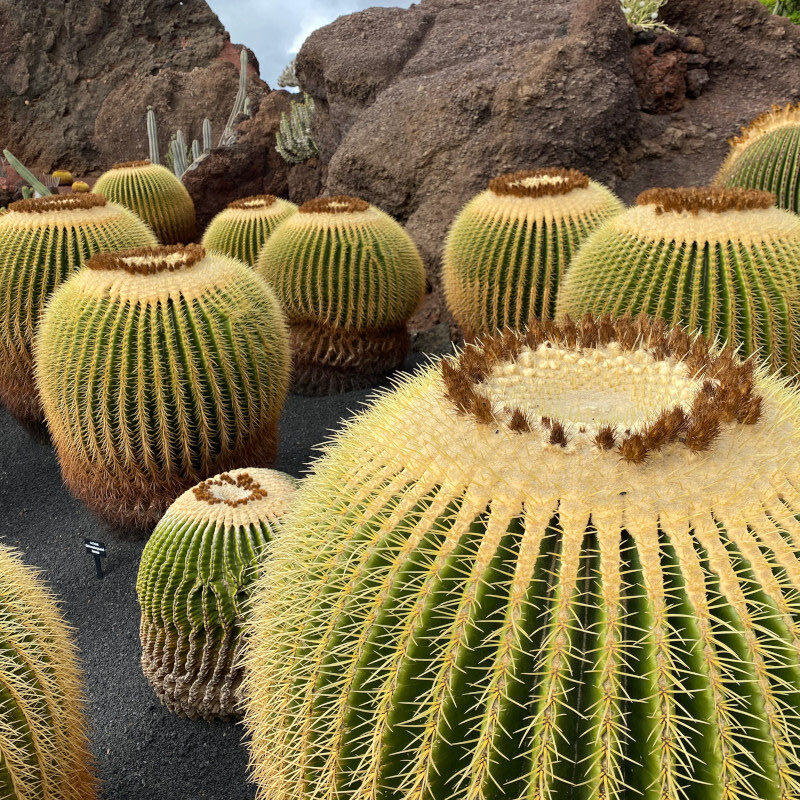 Kakteengarten in Lanzarote